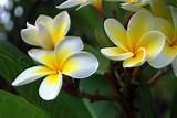 Photos of What Colors Do Plumeria Flowers Come In