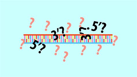 These examples have been automatically selected and may contain sensitive content.read more… The definition to 5' end and 3' end of a DNA strand ...