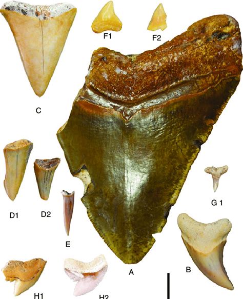 —chondrichthyes Fossil Fish Teeth From Early Pliocene Deposits Of The