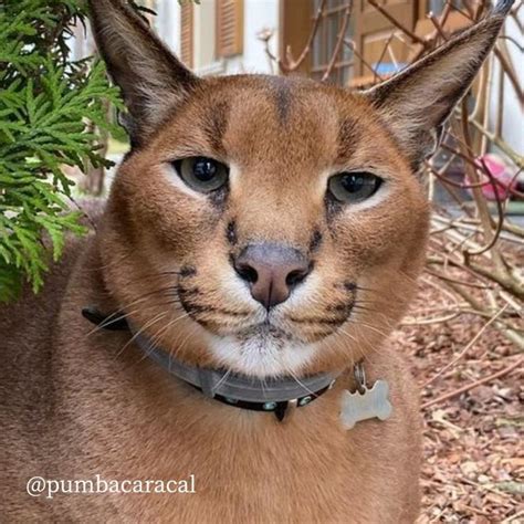 Caracal Pumba No Hissing Life Floppa Caracal Animals Big Cats