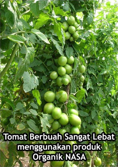 Baja paling mudah dan paling senang disediakan. PUPUK ORGANIK UNTUK TANAMAN SAYURAN