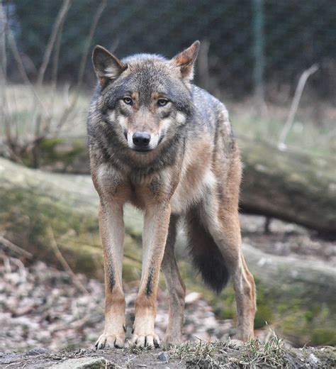 Gray wolf - Wikipedia