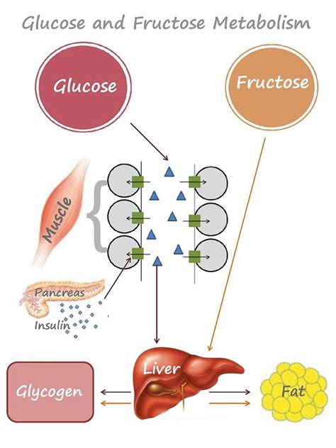 What And How Your Body Metabolises Sugar Glucose And Fructose