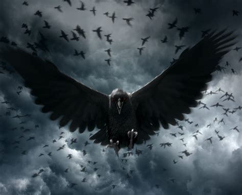 K Free Download Crow Birds Raven Hd Wallpaper Peakpx