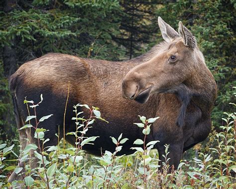 Saw My First Moose In Alaska They Are Massive Wildlifephotography