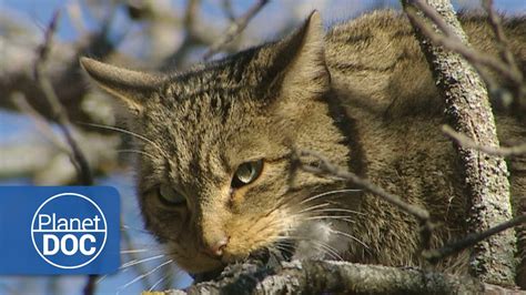 Feral Cat Hd Documentary Youtube