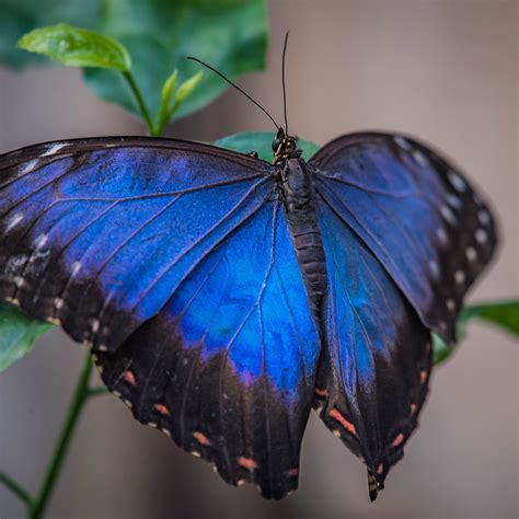 Animal Fact File Blue Morpho Butterfly Schools