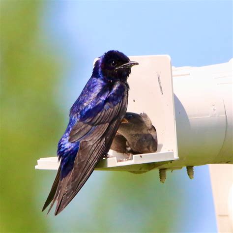 10 Amazing Facts About Purple Martins Bird Watching Academy