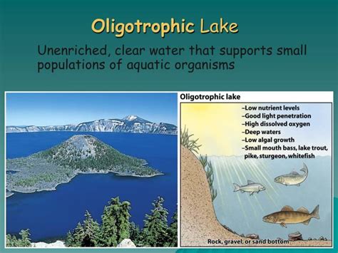 Ppt Types Of Water Pollution Powerpoint Presentation Id5655444