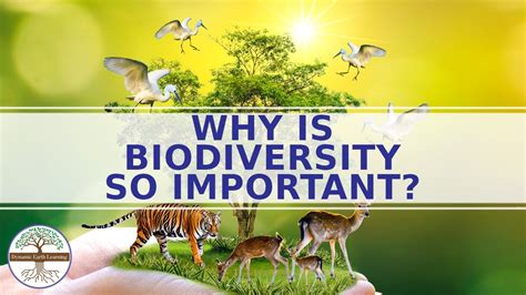 Why Is Biodiversity Important To Ecosystems Youtube