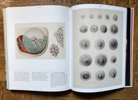 signed anatomica the exquisite and unsettling art of human anatomy by joanna ebenstein — morbid