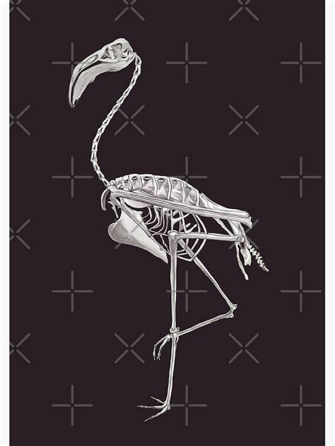 Flamingo Skeleton Bird Halloween Animal Anatomy Poster For Sale By