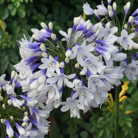 Buy African Lily Agapanthus Twister Ambic001 Pbr