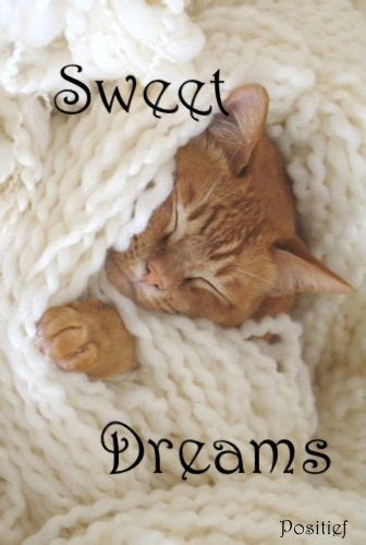 Sweet Dreams Good Night Cats Cute Animals And Pets Baby Animals