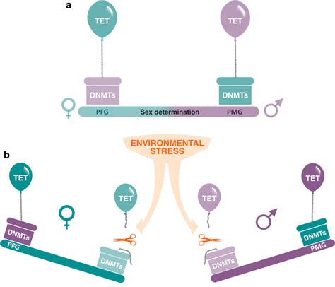 Model Of Sex Determination In Environmental Stress Mediated By The