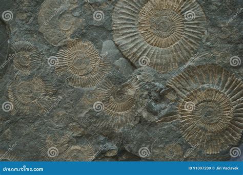Fossil Texture Stock Photo Cartoondealer Com