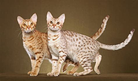 ocicat info personality kittens pictures