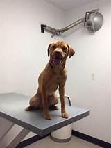 Photos of Ambler Veterinary Clinic