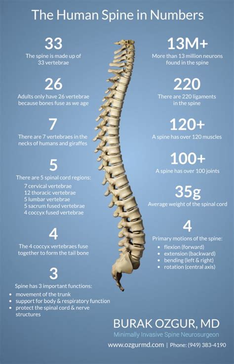 The Human Spine In Numbers Burak Ozgur Md