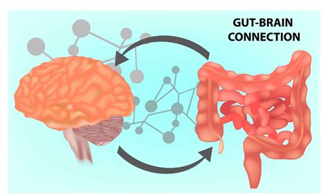 The Gut Brain Health Connection And Alzheimers Disease Link Drives