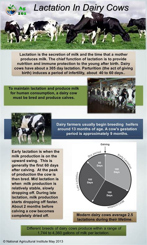 Pin By Maraina Brown On Teaching Dairy Cow Facts Dairy Cows Dairy