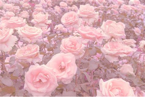 Roses Aesthetic Uploaded By ʀᴜᴇ On We Heart It Flower Aesthetic