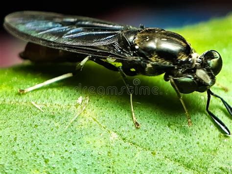 A Black Insect Sitting On A Green Leaf And Reflecting Sunlight Stock