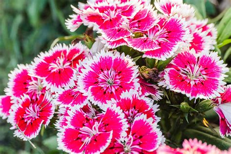 How To Grow China Pinks Dianthus Chinensis Gardeners Path