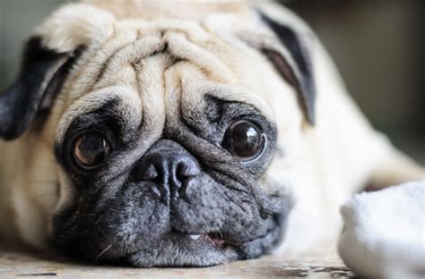 3 Reasons Your Dog May Be Gaining Weight Sheknows
