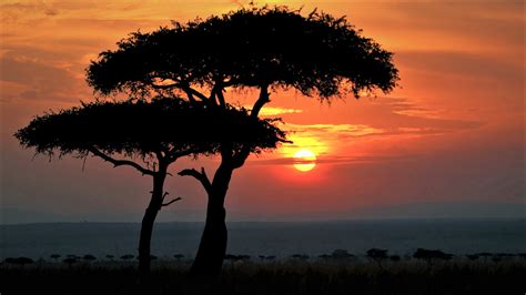 Africa Earth Silhouette Sunset HD African Wallpapers | HD Wallpapers ...