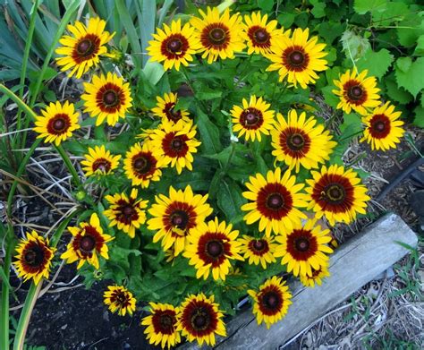 Black Eyed Susans Plant Care And Collection Of Varieties