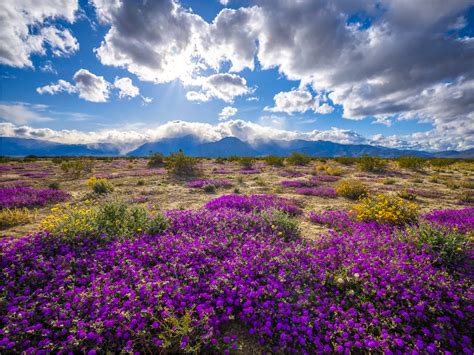 Purple Desert Sand Verbena And Desert Sunflowers California Wildflower