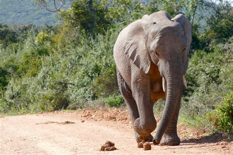 Addo Elephant Park in South Africa: great for self-drive safari - Act