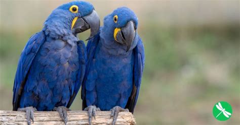 Blue Macaw Parrot From The Movie Rio Officially Extinct In The Wild