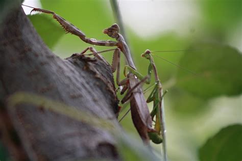 What Is A Praying Mantis 9 Fun Facts
