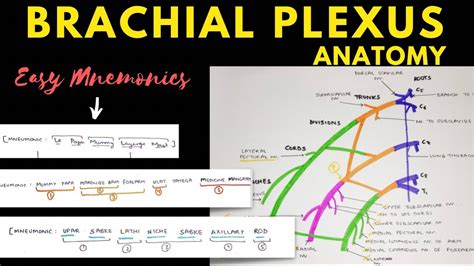 Brachial Plexus Mnemonics To Learn Anatomy Like A Pro My Xxx Hot Girl