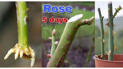 Check spelling or type a new query. How to grow Rose form cuttings. - YouTube | Rose plant care