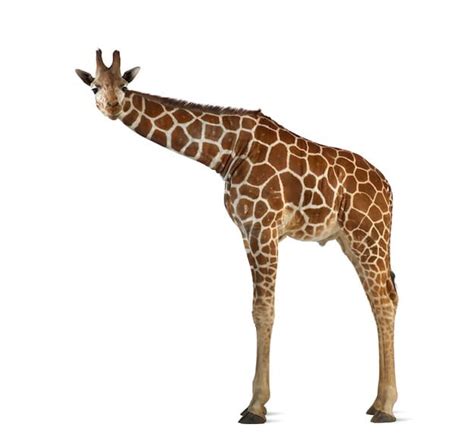 Somali Giraffe Giraffe Facts And Information