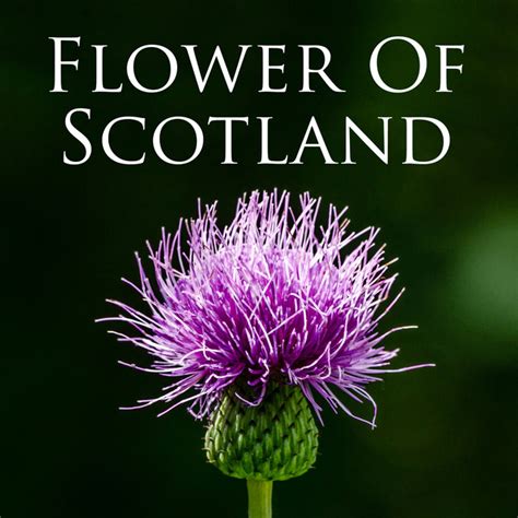 The bagpipe is the national instrument of scotland and is best represented in the music of the scottish highlands. Flower of Scotland by Various Artists on Spotify