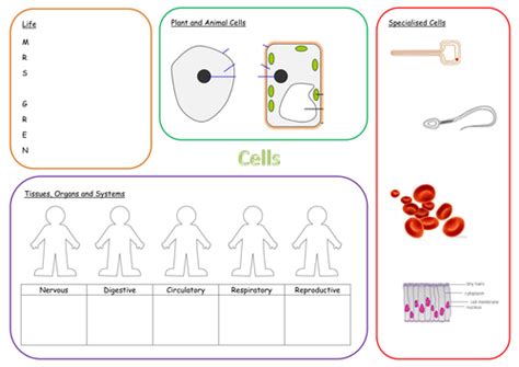 'cell level systems' checkpoint task learner activity sheet. KS3 Cells Revision Mat by Jmn04 - Teaching Resources - Tes