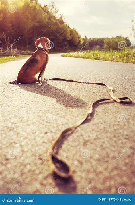 Lost Dog Sitting On The Road Alone Stock Photo Image Of Owner Look