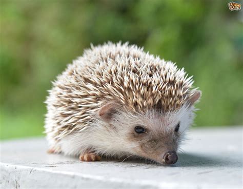 Hedgehog Wallpapers Animal Hq Hedgehog Pictures 4k Wallpapers 2019