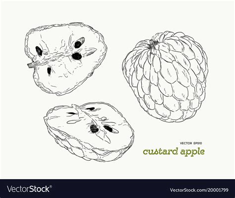 Find the perfect custard apple fruit stock photo. Cool Outline Custard Apple Drawing | The Campbells ...