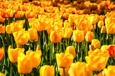 Yellow Tulip Field Landscape Photography · Free Stock Photo