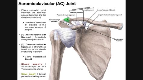 Pdf Acromioclavicular Dislocation Associated With Coracoid Process My