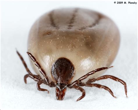 Engorged Tick Features Mplonsky