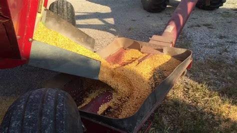 Shelling Corn Continues Youtube