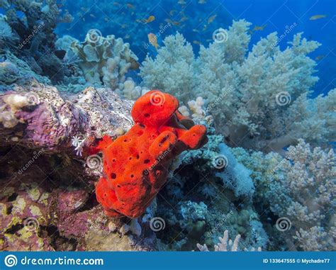 Colorful Coral Reef On The Bottom Of Tropical Sea Red Sea