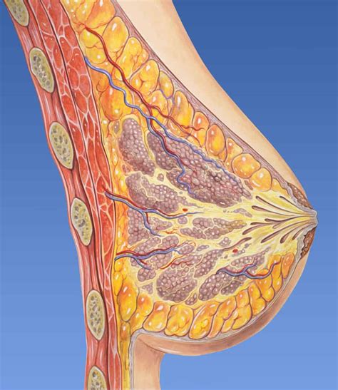 It describes the theatre of events. How milk is produced in breast: 5 things to know - Living ...