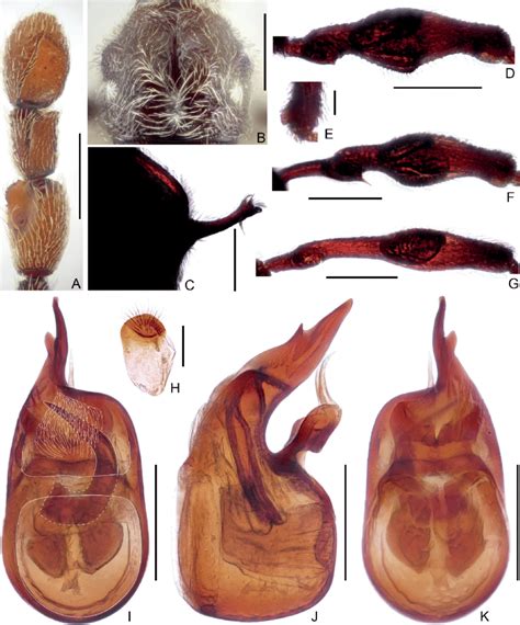 Male Diagnostic Features Of Labomimus Cavicornis Sp Nov A Left